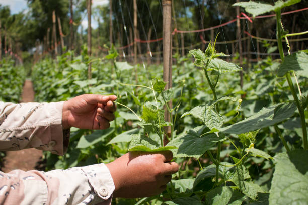 istock A farmer is planting cucumbers. 935480626