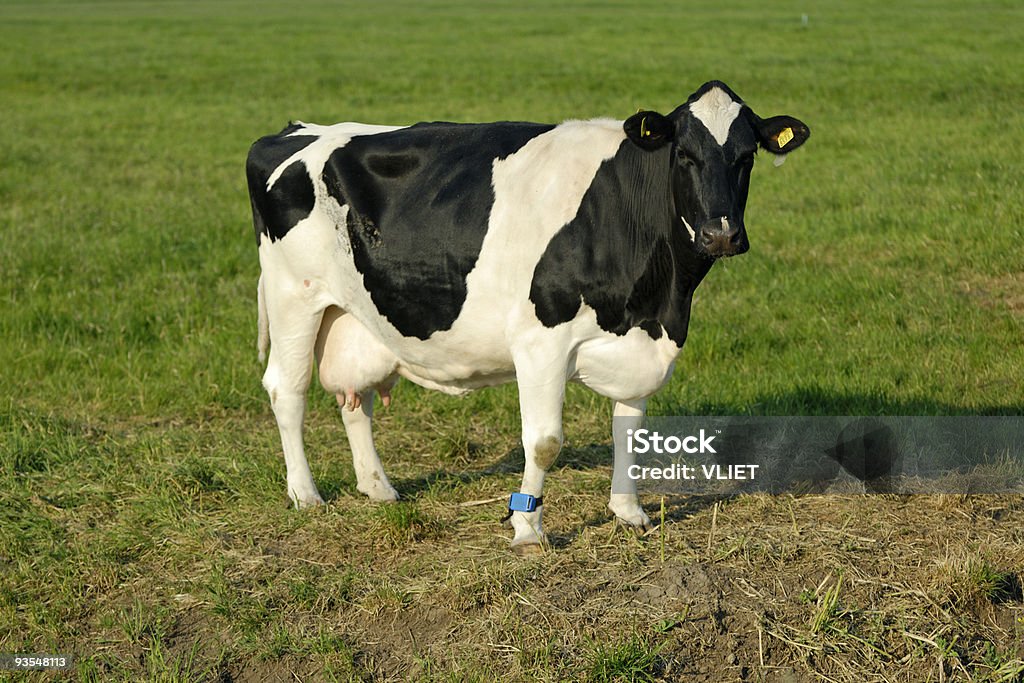 Holstein vaca num prado - Royalty-free Gado doméstico Foto de stock