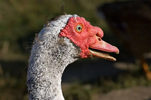 Photo of muscovy duck