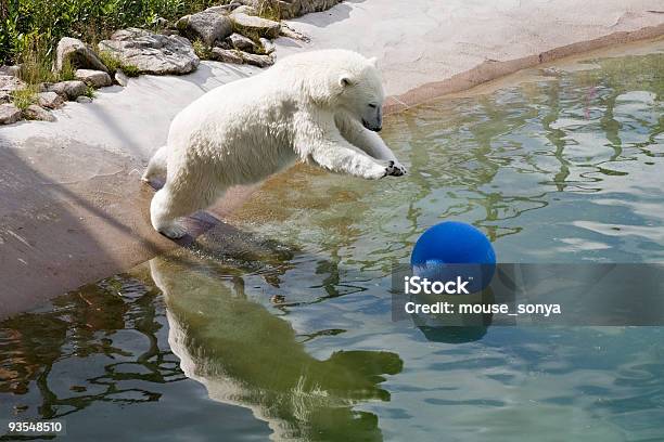 Saltare Orso Polare - Fotografie stock e altre immagini di Orso - Orso, Saltare, Acqua