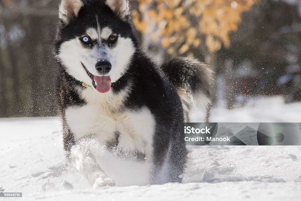Husky - Foto stock royalty-free di Corsa di cani