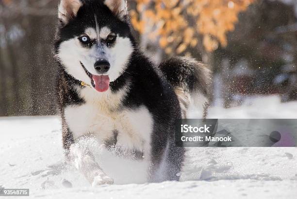 Husky - Fotografie stock e altre immagini di Corsa di cani - Corsa di cani, Ambientazione esterna, Animale