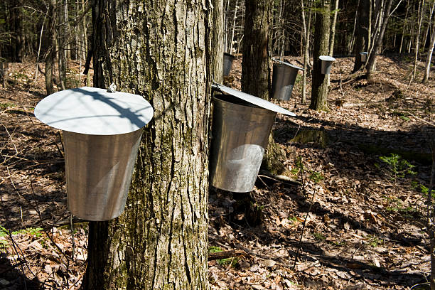 maple sap-buckets hinzufügen - sugar maple stock-fotos und bilder