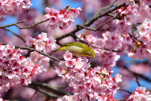 Cherry Blossom and Japanese White-eye