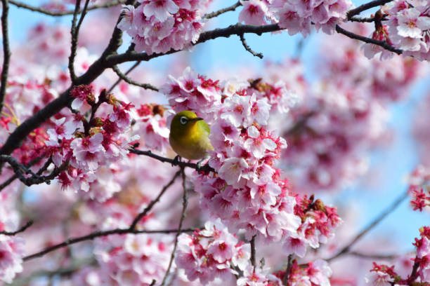 istock Cherry Blossom and Japanese White-eye 935487968