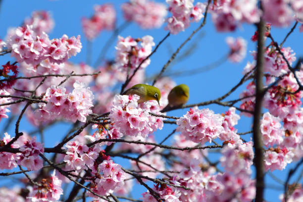 istock Cherry Blossom and Japanese White-eyes 935487970