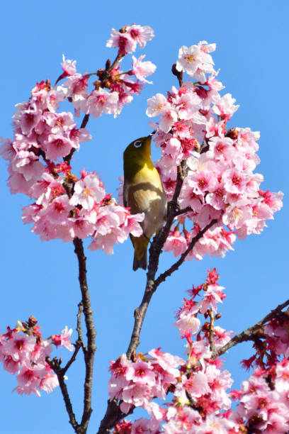 istock Cherry Blossom and Japanese White-eye 935488074