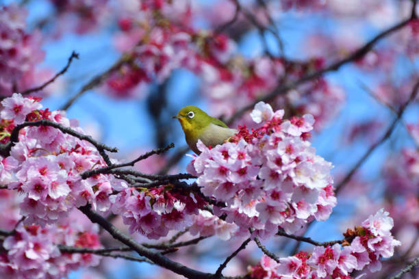 istock Cherry Blossom and Japanese White-eye 935488140