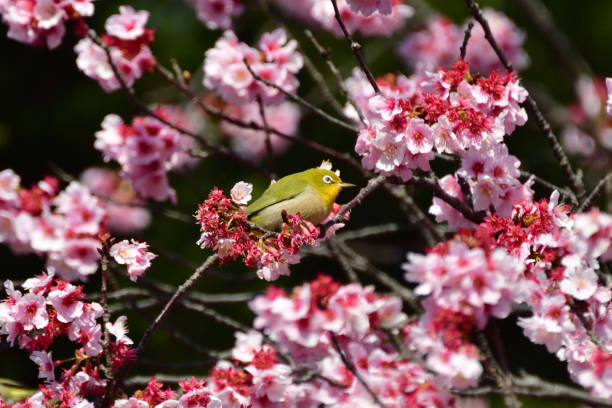 istock Cherry Blossom and Japanese White-eye 935488152