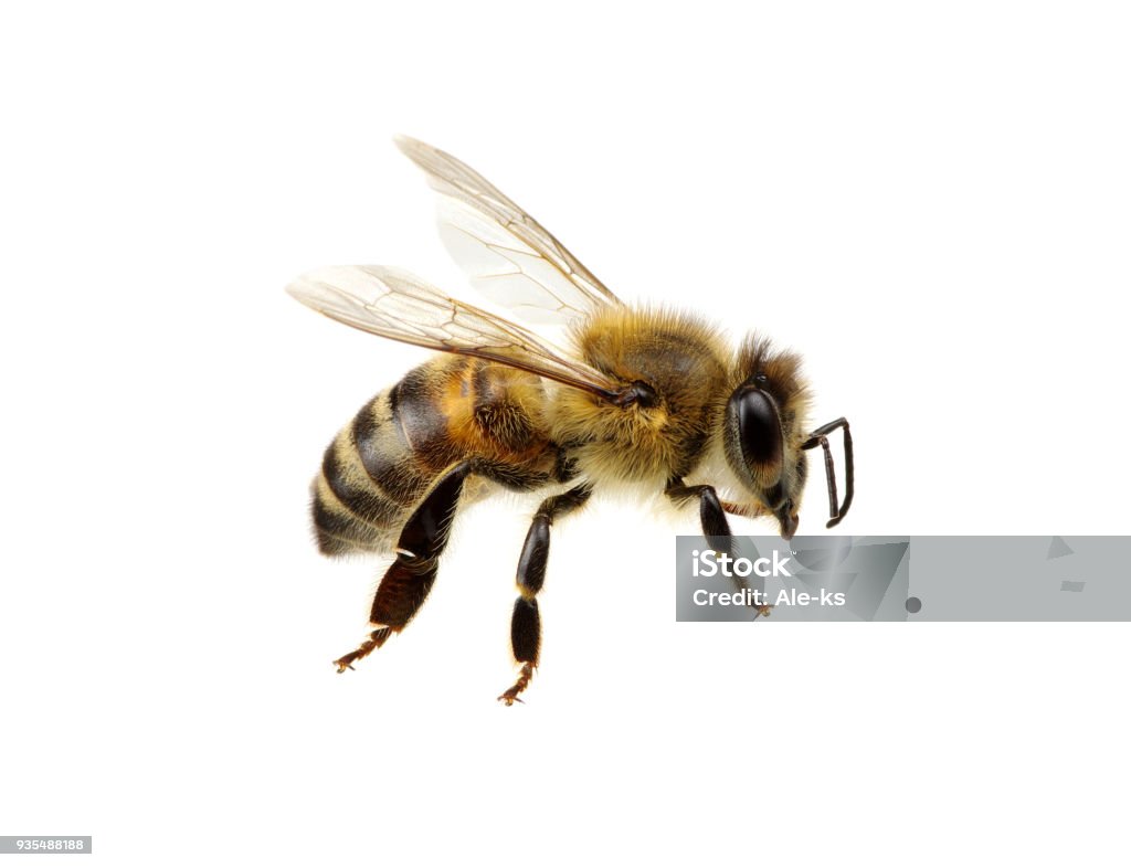 Bee on white Bee isolated on the white Bee Stock Photo