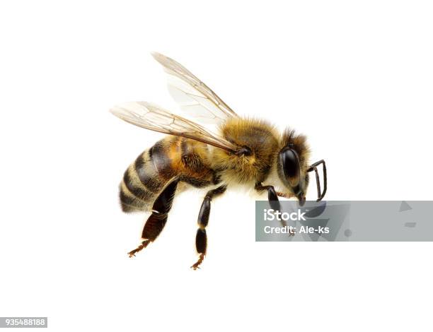 Bee On White Stock Photo - Download Image Now - Bee, Cut Out, Flower