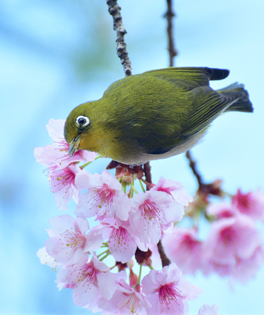 During cherry blossom season, many Japanese white-eyes are observed flocking to cherry trees to consume nectar from flowers.