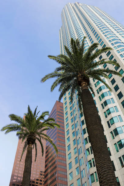 istock Skyscrapers and Palm Trees - Los Angeles 935488394