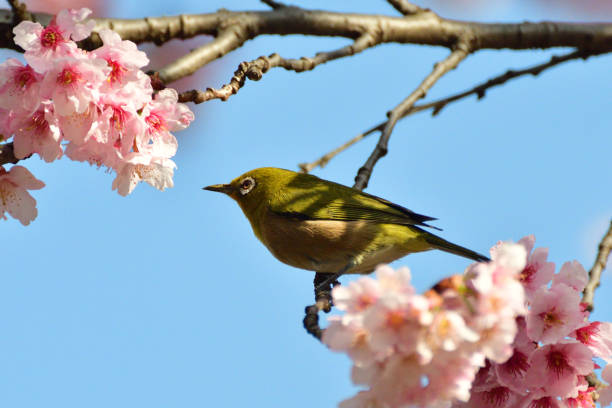 istock Cherry Blossom and Japanese White-eye 935488412