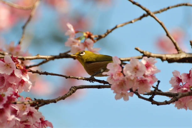 istock Cherry Blossom and Japanese White-eye 935488508