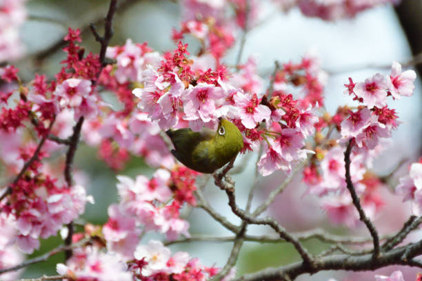 istock Cherry Blossom and Japanese White-eye 935488558