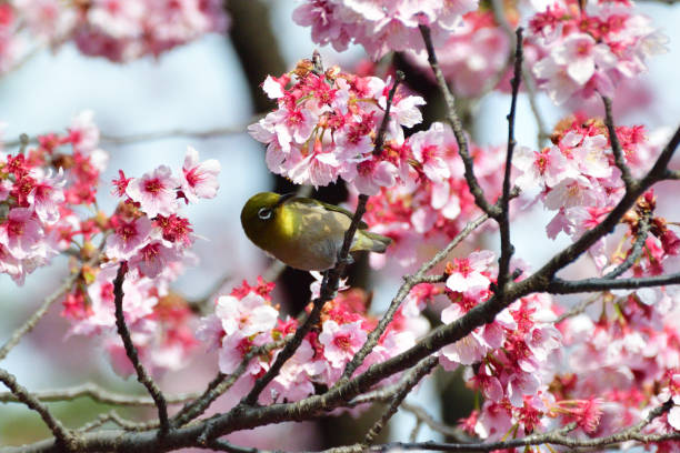 istock Cherry Blossom and Japanese White-eye 935488562