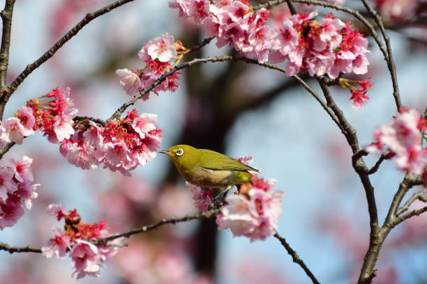 istock Cherry Blossom and Japanese White-eye 935488592