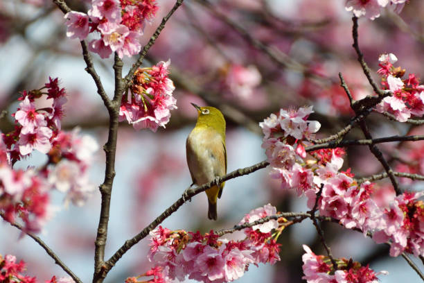 istock Cherry Blossom and Japanese White-eye 935488598