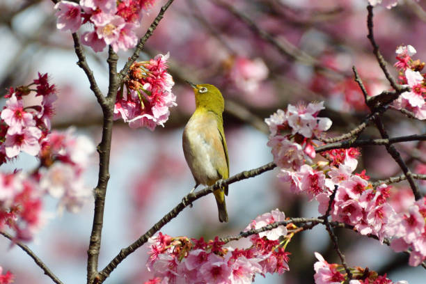 istock Cherry Blossom and Japanese White-eye 935488676