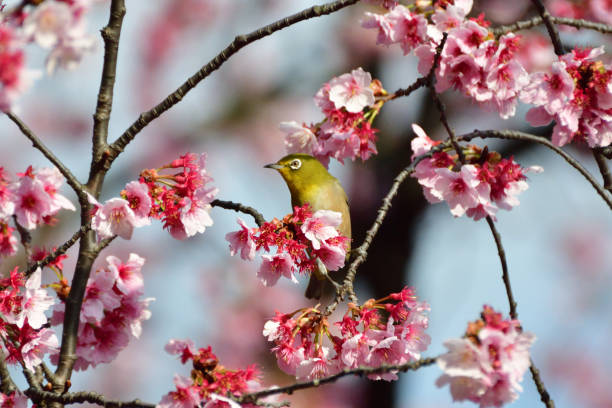 istock Cherry Blossom and Japanese White-eye 935488734