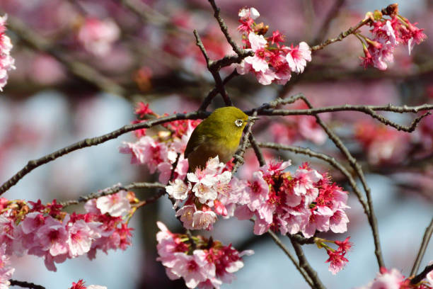 istock Cherry Blossom and Japanese White-eye 935488742
