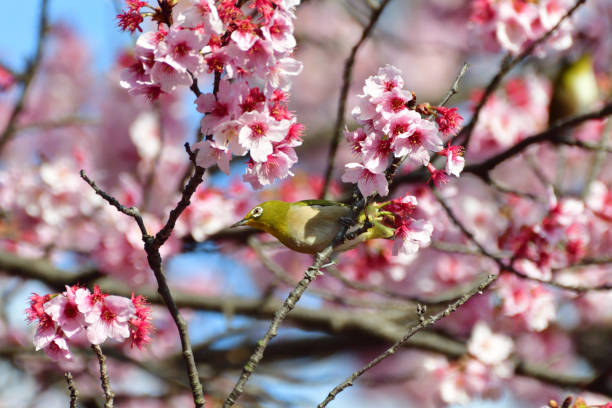 istock Cherry Blossom and Japanese White-eye 935488748