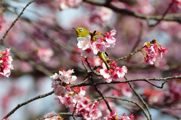 istock Cherry Blossom and Japanese White-eye 935488822