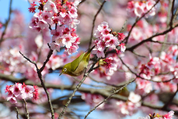 istock Cherry Blossom and Japanese White-eye 935488840