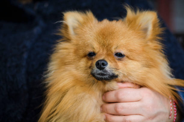 istock Close up of a German spitz 935489206