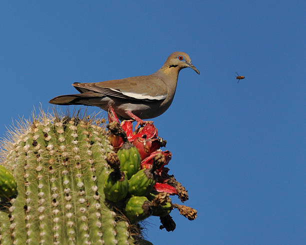 Abelha, Pássaro e asas Pomba branca Flor do Cato de carnegia gigantea - fotografia de stock