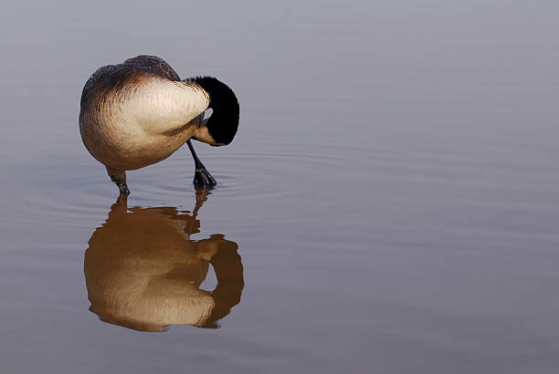 Goose Cuidar-se - fotografia de stock