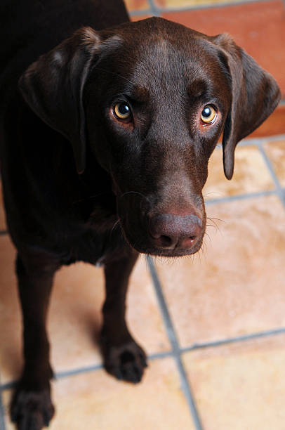 Cão - fotografia de stock