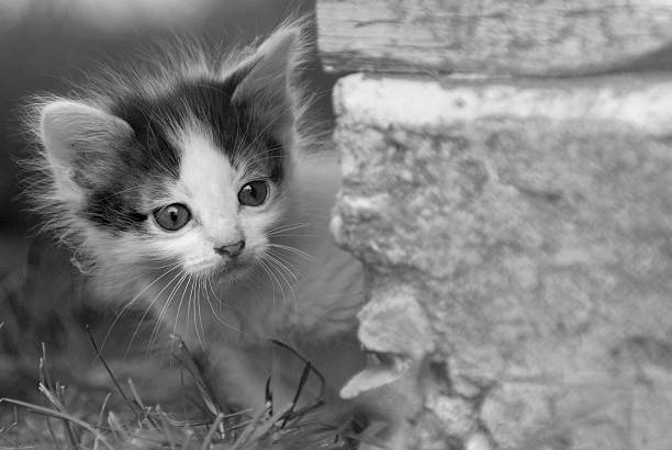 Filhote de Gato - fotografia de stock