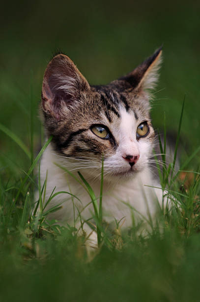 Filhote de Gato em relva - fotografia de stock