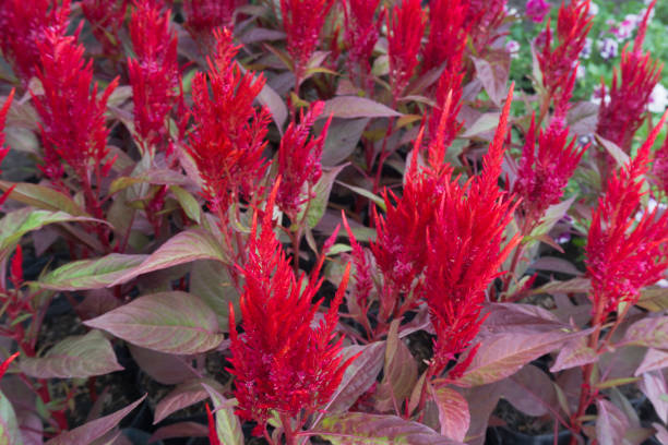 istock Red cockscomb flower as blackground 935491674