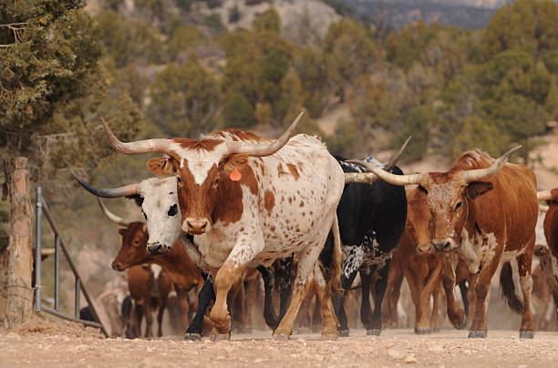 Gado Texas Longhorn Steer - fotografia de stock