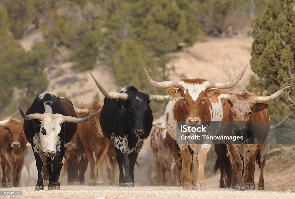 Gado Texas Longhorn Steer - Foto de stock de Gado Texas Longhorn Steer royalty-free
