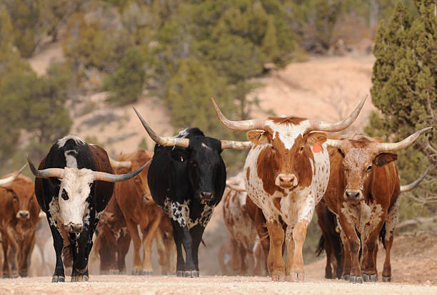 Gado Texas Longhorn Steer - fotografia de stock