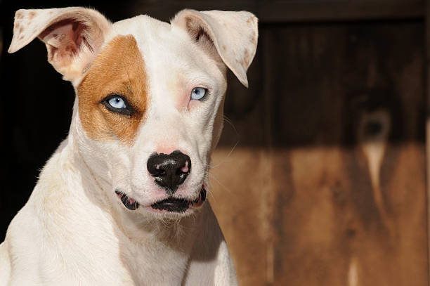 Beautiful blue eyed dog, Pit bull mix, with out of focus background for copy space.  More dog and animal photos in portfolio.  Thank you for looking!