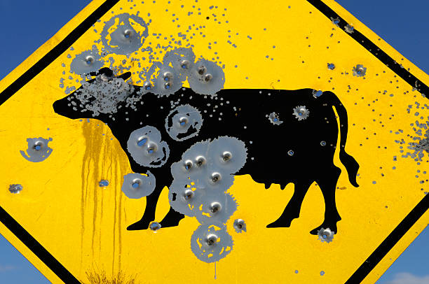 Os buracos de bala em bovinos cruzar Sinal de estrada amarelo - fotografia de stock