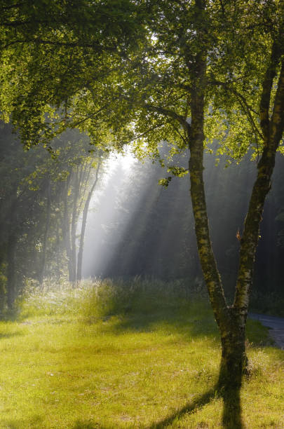 istock glade and ray of light 935491970