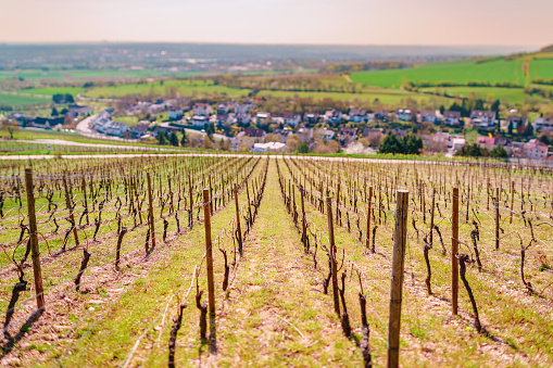 Endless rows of grapevines and vineyards at the famous wine growing area Rheingau, Germany.