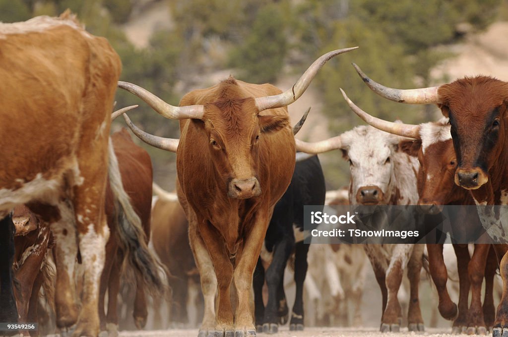 Longhorn de Texas Drive Bulls caminando en la carretera de tierra - Foto de stock de Longhorn de Texas libre de derechos