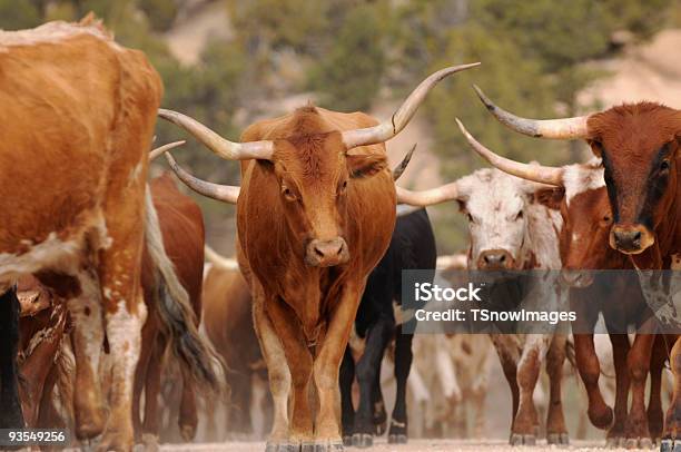 Vacca Texas Longhorn Drive Bulls Camminare Sulla Strada In Terra Battuta - Fotografie stock e altre immagini di Vacca Texas Longhorn