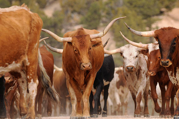 Gado Texas Longhorn Steer conduzir Bulls Andar na Estrada em Terra Batida - fotografia de stock