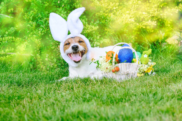 istock Lying on grass dog as happy bunny ready for Easter (Pascha) parade 935493508