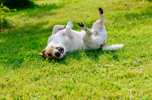 Jack Russell Terrier rolls at green grass