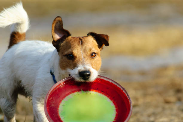 istock Funny dog playing with plastic disc at sunny spring day 935493520