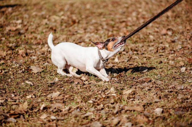 犬の引きと、春の晴れた日で遊んでそのリードをかむ - pets problems conflict humor ストックフォトと画像